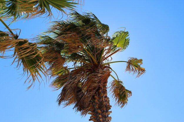 Restituyen palmeras en el Paseo Bravo