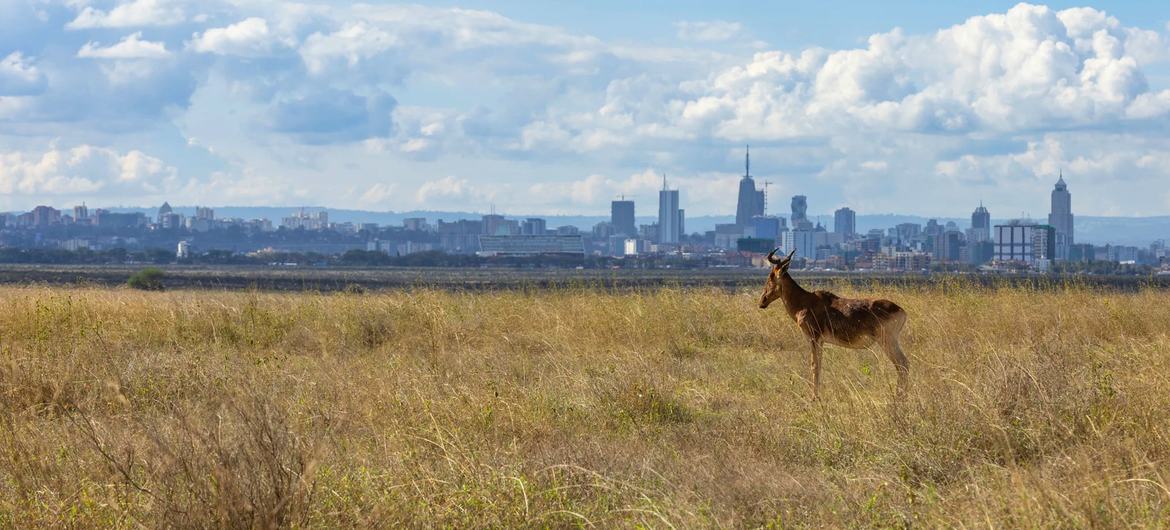El acuerdo mundial sobre biodiversidad moviliza 200.000 millones de dólares para la naturaleza