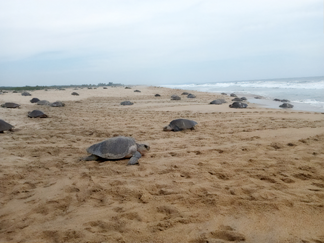 Nidos de tortuga marina en Oaxaca son vigilados por autoridades
