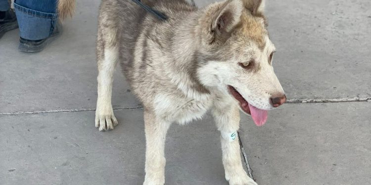 Gobierno de la Ciudad lleva jornada de bienestar animal a la colonia 20 de Noviembre