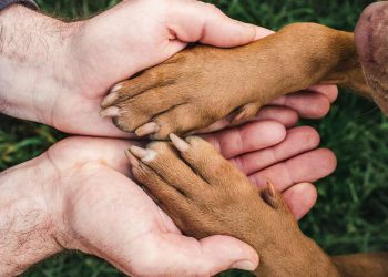 Centro de Bienestar Animal en Puebla albergará a mil 500 animales