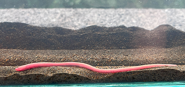 Nueva especie de pez diminuto que vive en el lodo