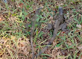 Rescatan y liberan a 69 iguanas verdes, en Matías Romero de Avendaño, Oaxaca