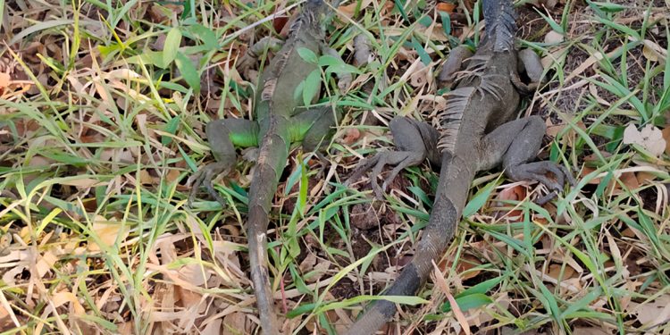Rescatan y liberan a 69 iguanas verdes, en Matías Romero de Avendaño, Oaxaca
