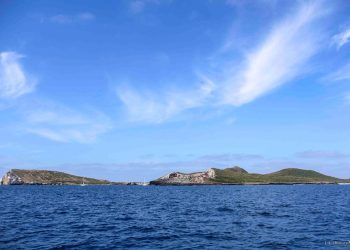 Atleta mexicana nadará 43 kilómetros, “Nado por las Ballenas”