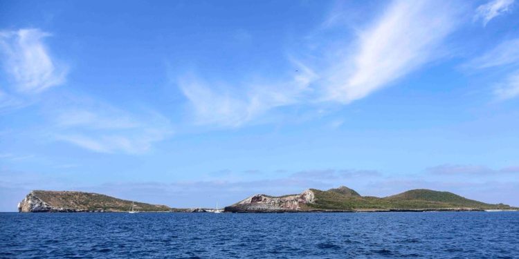 Atleta mexicana nadará 43 kilómetros, “Nado por las Ballenas”