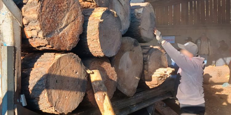 Clausuran y desmantelan 2 aserraderos en Huitzilac, Morelos