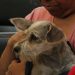 Promueven salud y cuidado animal en San José Los Cerritos, Puebla