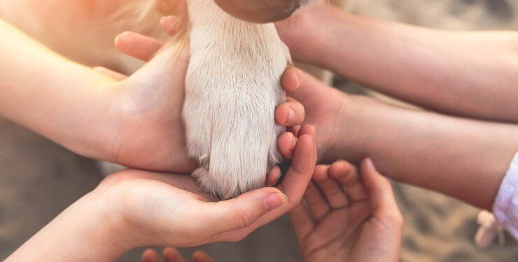 Centro de Bienestar Animal Atlacomulco ofrece servicios gratuitos desde hace dos meses