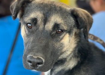 Gobierno de la ciudad a colonia Valle del Paraíso con Jornada de Protección Animal