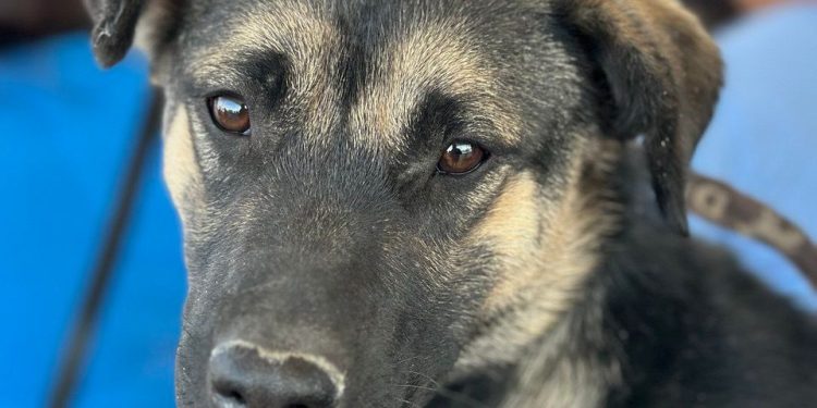 Gobierno de la ciudad a colonia Valle del Paraíso con Jornada de Protección Animal
