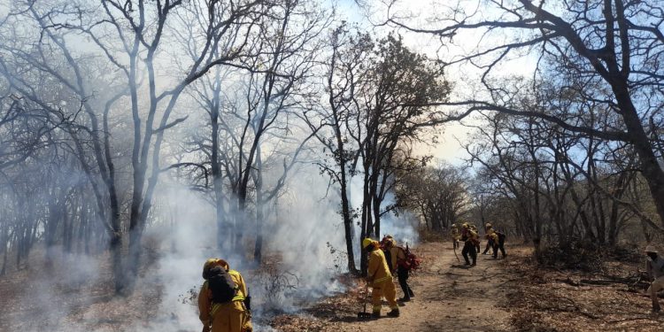 Suman 123 incendios forestales en 28 estados del país: CONAFOR
