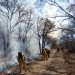 Suman 123 incendios forestales en 28 estados del país: CONAFOR