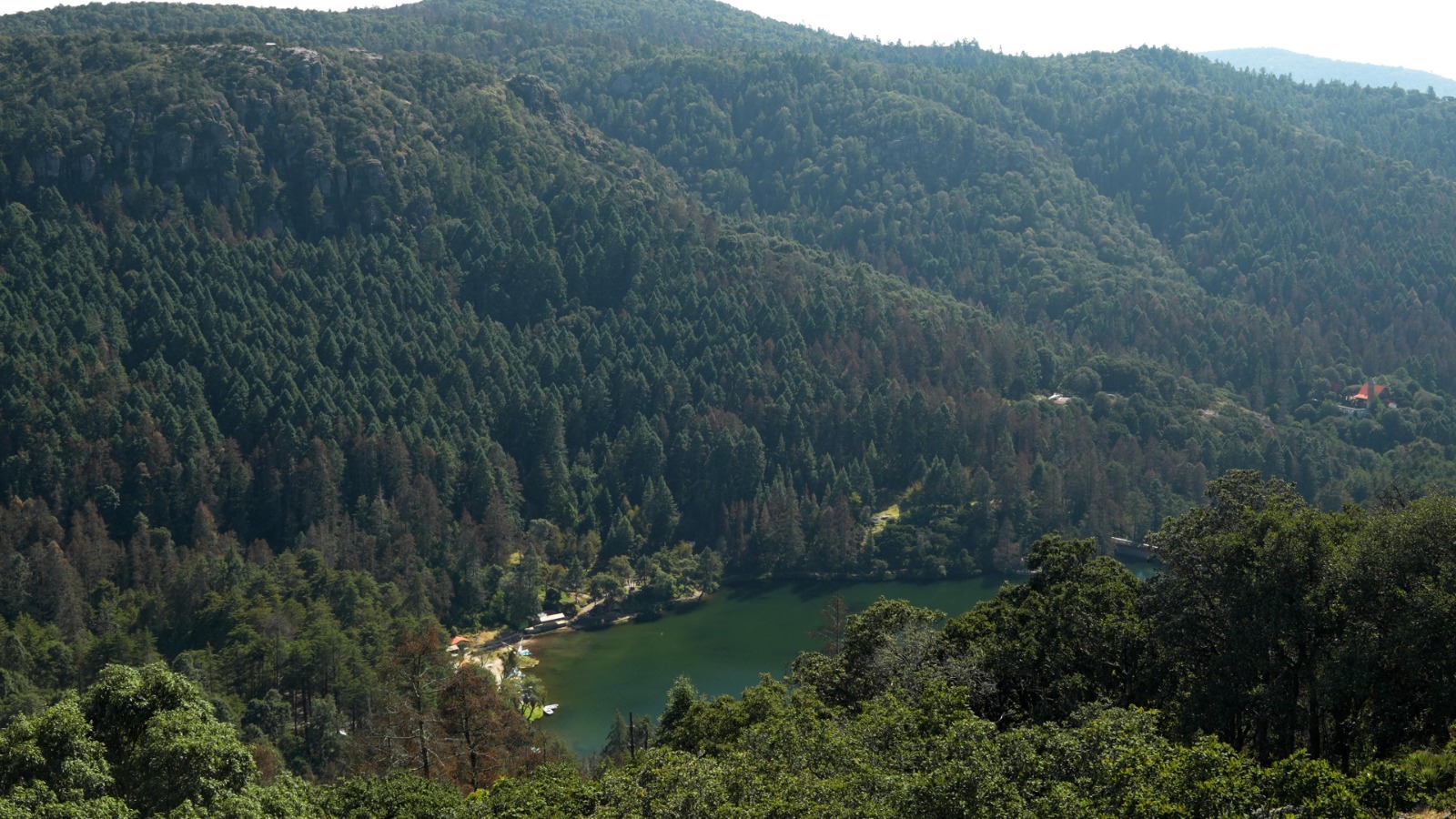 Conafor atiende plaga de descortezadores en Hidalgo