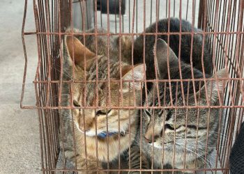 Sanciona Gobierno de la Ciudad a ciudadano por maltrato animal