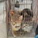 Sanciona Gobierno de la Ciudad a ciudadano por maltrato animal