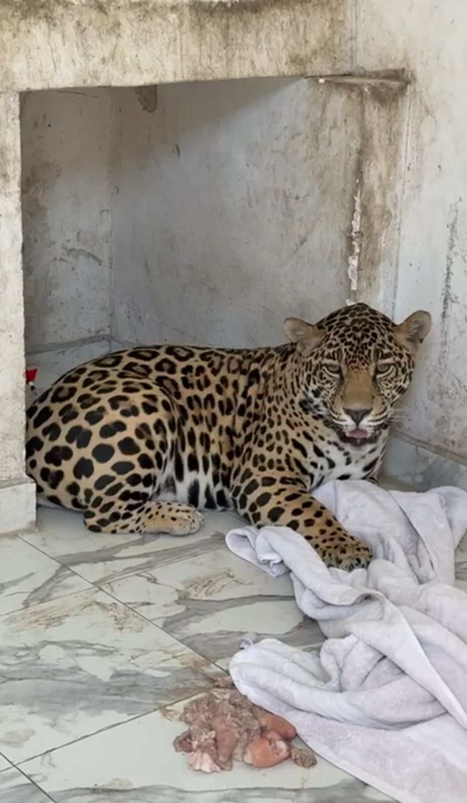 FGE ubica a un jaguar en Puebla, permanece en resguardo de la Semarnat