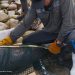En la Isla de San Jorge rescata Profepa a 17 ejemplares de lobos marinos