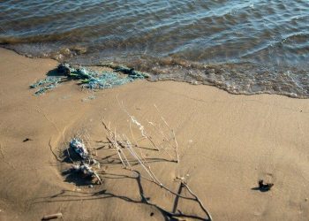 Playas seguras en semana santa: Cofepris
