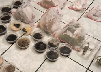 Asegura Profepa 187 ejemplares de vida silvestre en Chihuahua