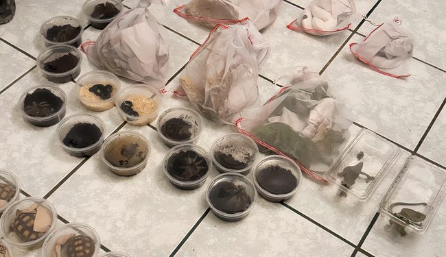 Asegura Profepa 187 ejemplares de vida silvestre en Chihuahua