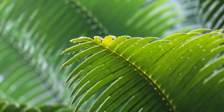 Productoras de aceite de palma establecen compromisos con Profepa para frenar el impacto ambiental en Chiapas