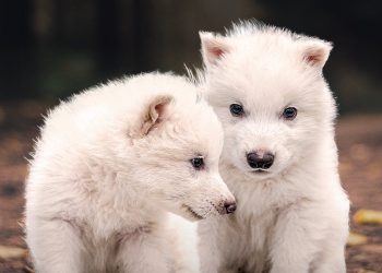 Lobo Terrible regresa a la vida