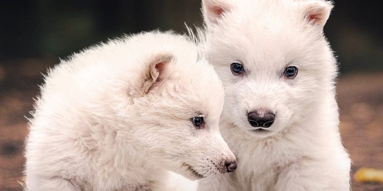 Lobo Terrible regresa a la vida