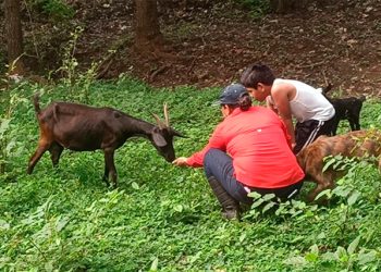 Proyecta UNAM beneficios de transición hacia ganadería sostenible