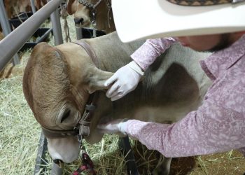 Puebla refuerza acciones de sanidad animal ante alertas del gusano barrenador del ganado