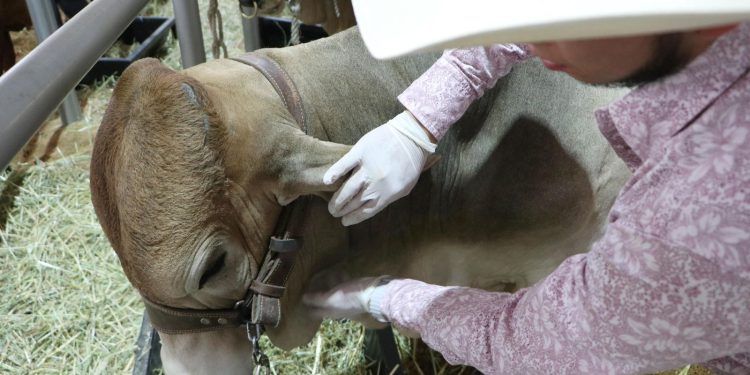 Puebla refuerza acciones de sanidad animal ante alertas del gusano barrenador del ganado