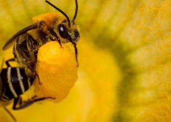 México es el segundo hogar de diversidad de abejas nativas del planeta! con 2,100 especies!