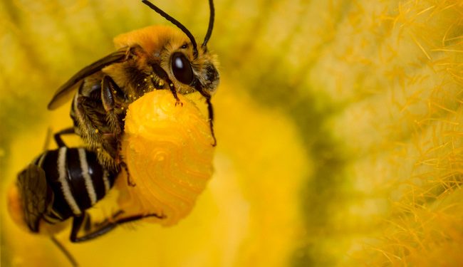 México es el segundo hogar de diversidad de abejas nativas del planeta! con 2,100 especies!