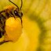 México es el segundo hogar de diversidad de abejas nativas del planeta! con 2,100 especies!