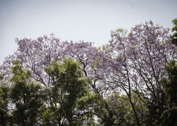 Exhorta Gobierno de la Ciudad tomar precauciones ante altas temperaturas para prevenir golpes de calor