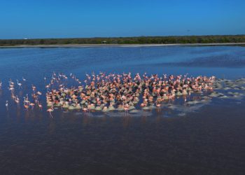 Conanp reporta más de 14 mil nidos de flamenco rosa en Ría Lagartos, Yucatán