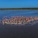 Conanp reporta más de 14 mil nidos de flamenco rosa en Ría Lagartos, Yucatán