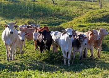 Cierra EU frontera a México para la exportación de ganado