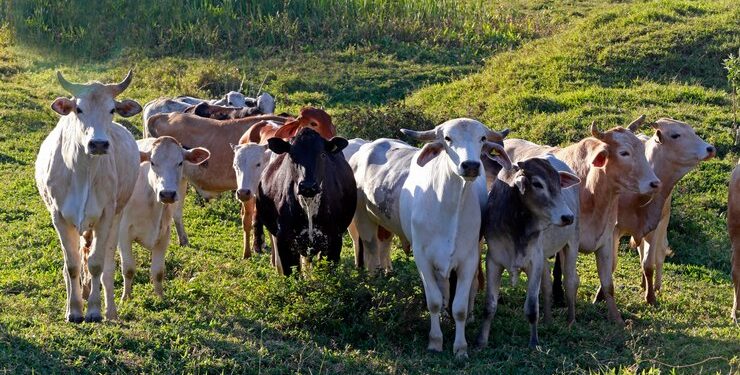 Cierra EU frontera a México para la exportación de ganado