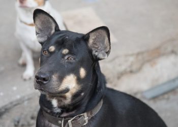 Lomitos sin raza, felicidades hoy es el Día Mundial del perro sin raza