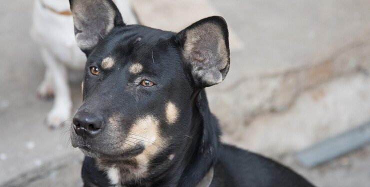 Lomitos sin raza, felicidades hoy es el Día Mundial del perro sin raza