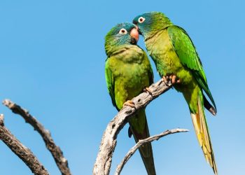 31 de mayo, Día Mundial del Loro