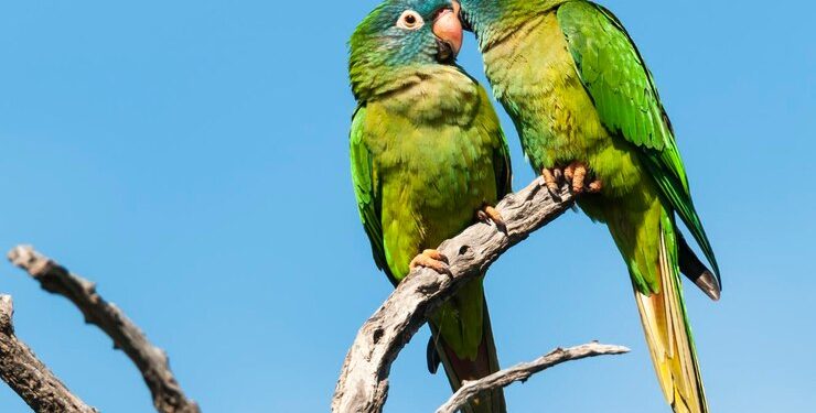 31 de mayo, Día Mundial del Loro
