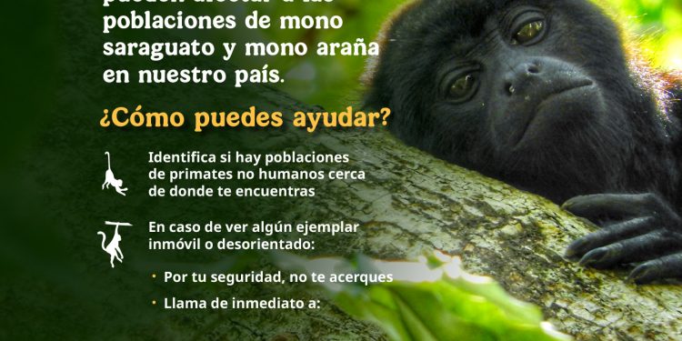 ¡Ayúdanos a proteger a los primates de México!