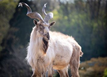 Hoy es el Día Internacional del Marjor