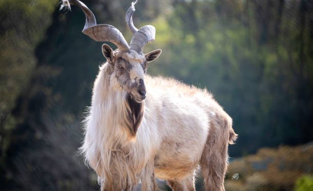 Hoy es el Día Internacional del Marjor