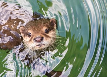 Día Mundial de la Nutria