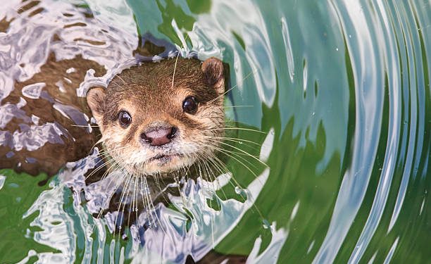 Día Mundial de la Nutria