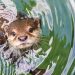 Día Mundial de la Nutria