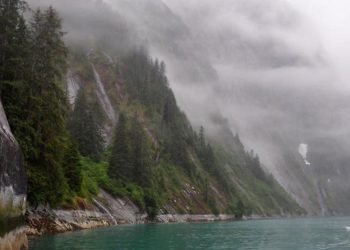 Grandes desconocidos los bosques boreales a pesar de ser el segundo pulmón terrestre del planeta